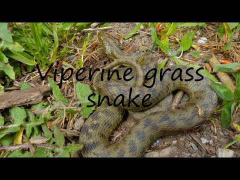 How to Pronounce Viperine grass snake?