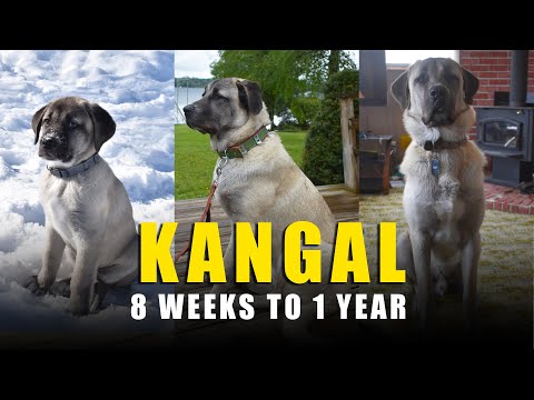 TURKISH KANGAL DOG - EVOLUTION | 8 WEEKS TO 1 YEAR