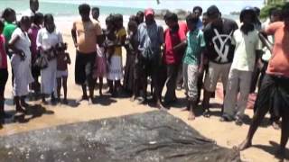 Die Strandfischer von Beruwella