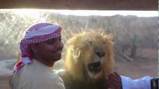 preview picture of video 'Angry Lion At Al Ain Zoo'