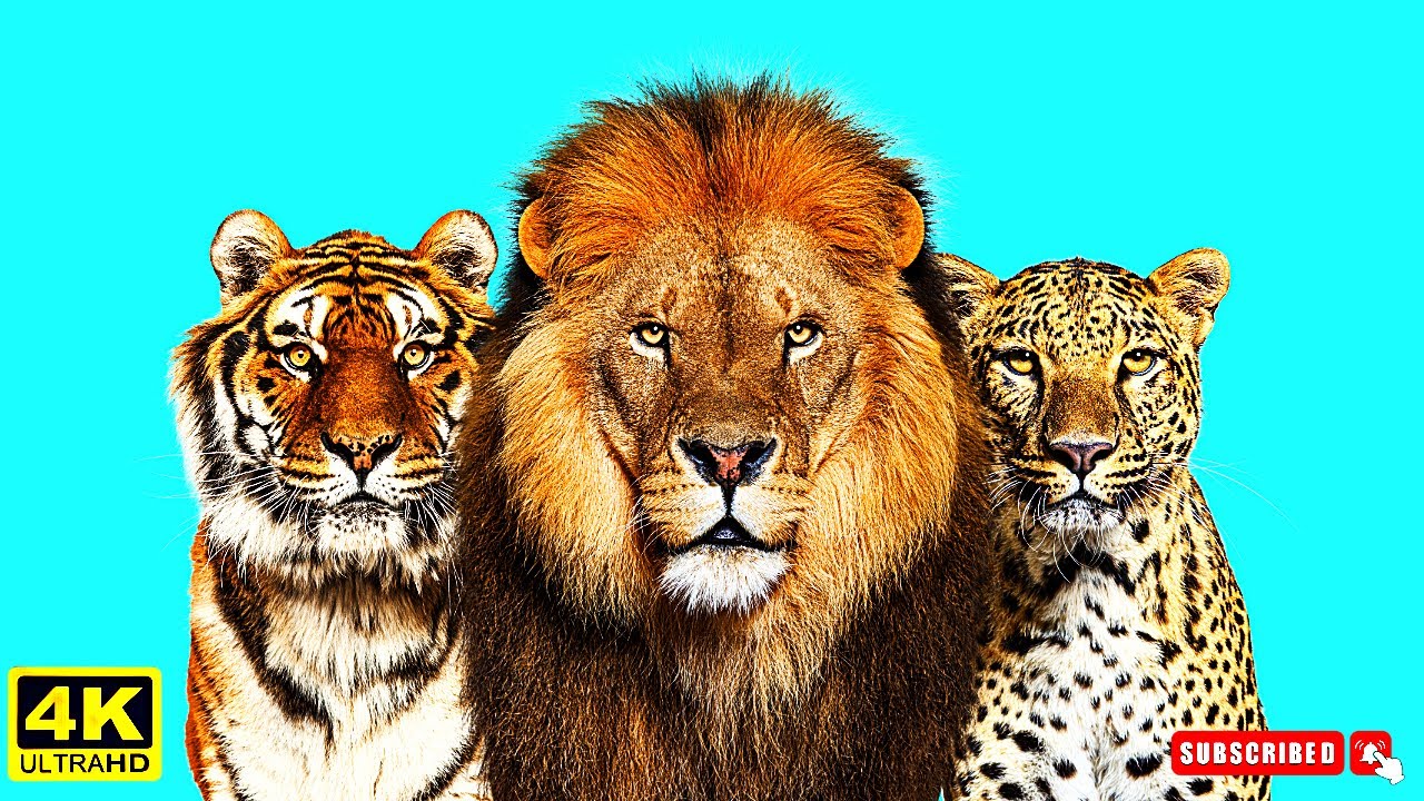 Must Watch| Wild Cats: Powerful Cat Predators| Relaxing Music