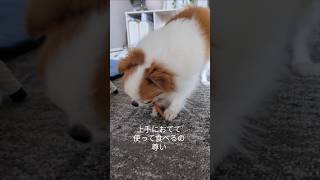 大好きなオヤツを食べるハチワレ #チワワ #犬のいる暮らし #癒し #可愛い
