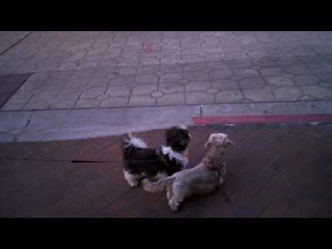 Passing cars drove Sashimi Crazy