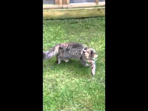 3 of our 4 Siberian cats enjoying some garden time. Xxx