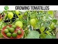 How to grow and harvest Tomatillo  + Chutney Recipe