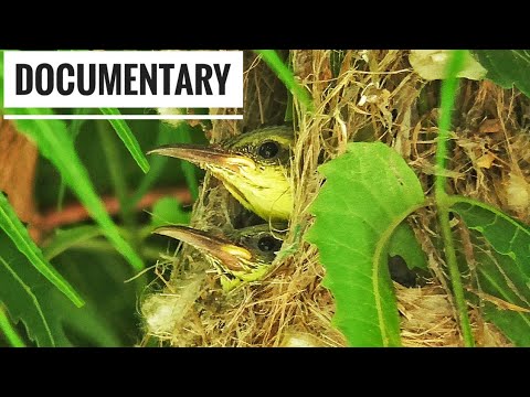 A Short Documentary On Sunbird