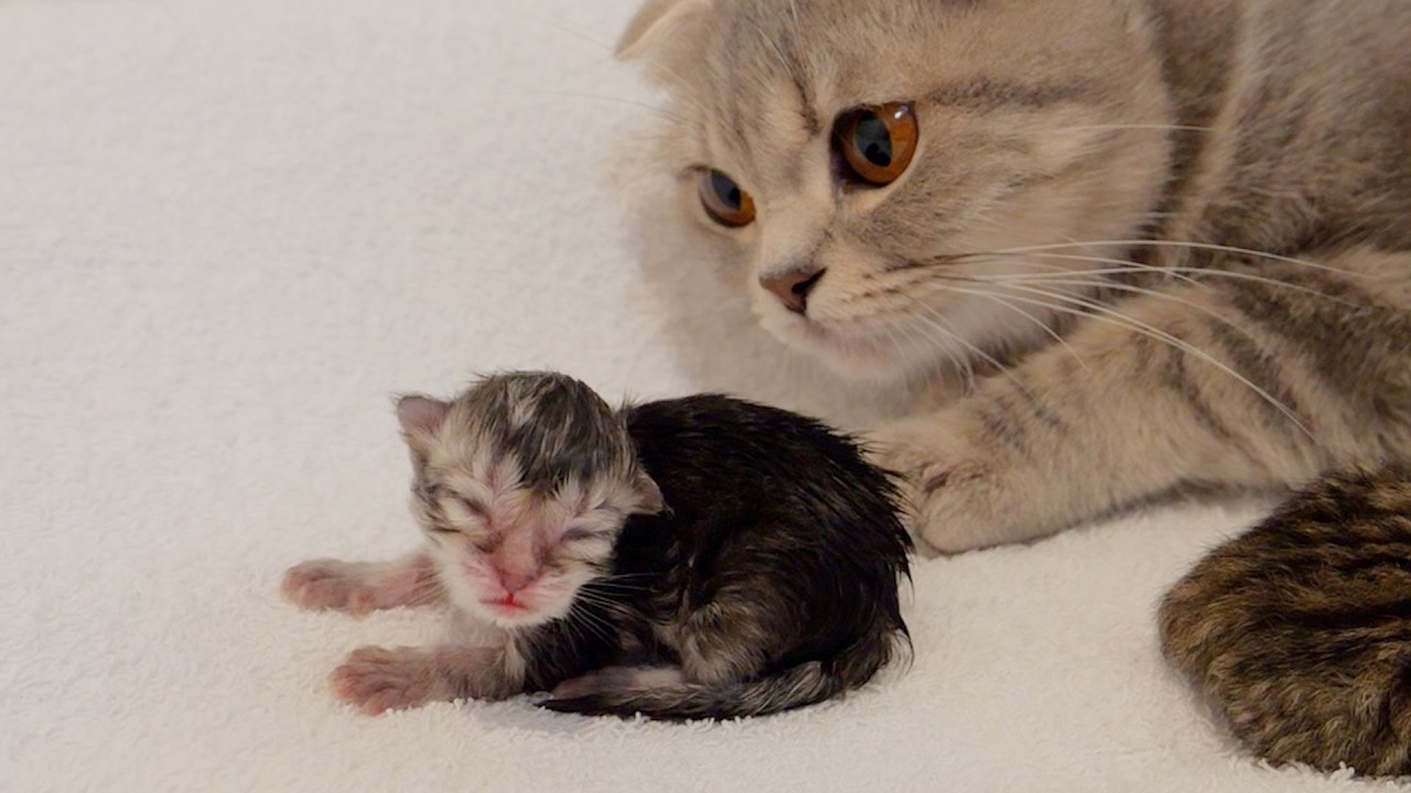 Newborn kittens are completely black. The color change is astonishing!