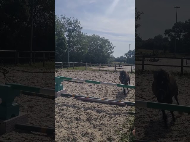 Poney B