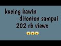 PERHATIKAN Detik Detik Kucing Kawin