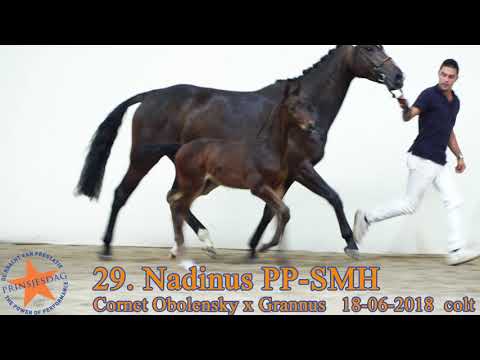 29 Nadinus PP SMH v. Cornet Obolensky x Grannus www.prinsjesdag.eu