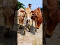 Cow Videos 002 Shortsvideo Funnyshorts Funny Cow