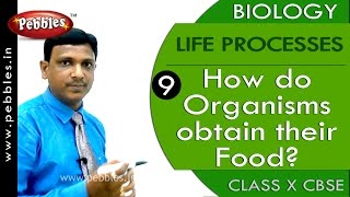 How do Organisms obtain their Food? | Life Processes | Biology | CBSE Class 10 Science
