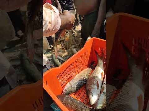 #phone #music #beats #remix #best #fishing #fishng #fishart #entertainment #tranding #viral #shorts