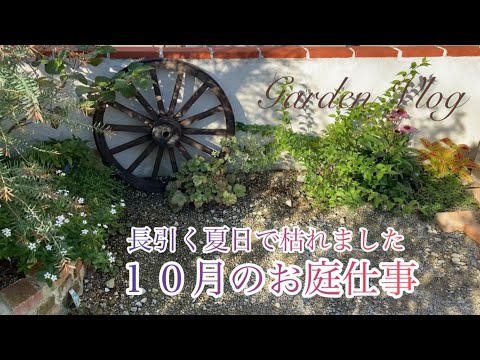 園芸 ニューイングランド フォール アスター