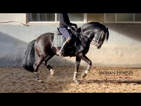 BLACK BEAUTY LUSITANO - PIAFFE PASSAGE FLYING CHANGES