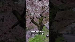 Download lagu Bunga Sakura jepang 🌸🇯🇵‼️✨ mp3