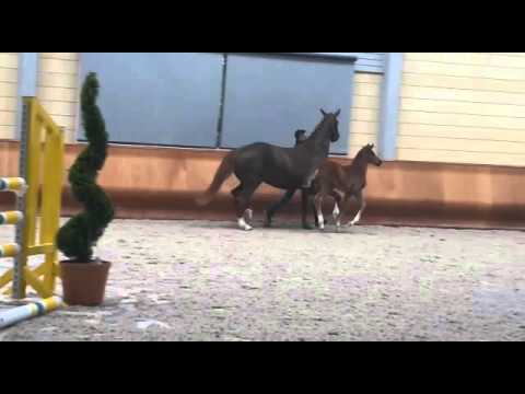 Fohlen von Borsalino auf der Hengstschau des Fohlenhofes Haßloch Teil 2