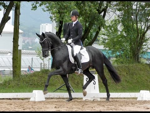 4 yo Stallion by Don Index