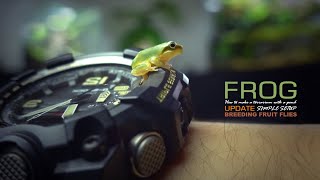 How to Clean TINY FROG'S Terrarium POND and Breed Flightless Fruitflies l Question&Answer about Frog