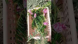 طريقة زراعة ورد الصباح عن طريق الاغصان