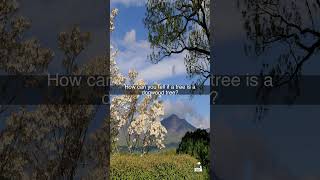 How can you tell if a tree is a dogwood tree?