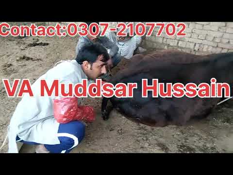 , title : 'Brucellosis in Cow(Brucella/Dairy Cow Disease) VA Mudssar Hussain.'
