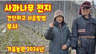 사과나무 전지 전정 가지치기 부사 가을농원 자연특별시괴산 자연울림 [사과재배방법]