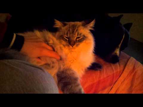 ALLEVAMENTO GATTI SIBERIANI LE TERRE SELVAGGE pitbull e gatto che dormono insieme