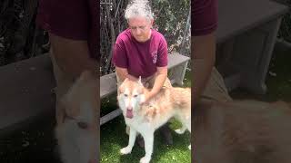 Video preview image #1 Siberian Husky Puppy For Sale in Pasadena, CA, USA