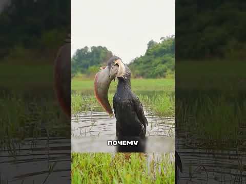 Он съел сома и перестал летать на часы 🐟