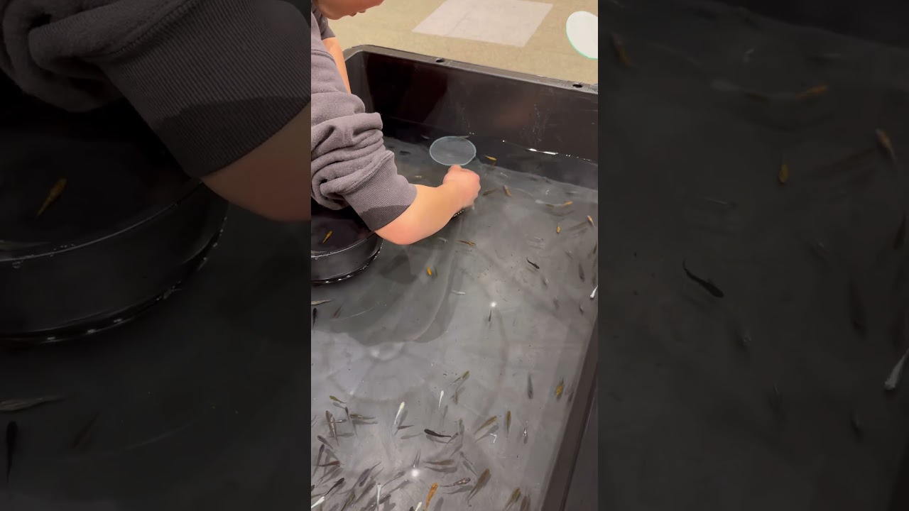 メダカ掬いの上手な小学生#メダカ#メダカ掬い