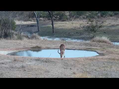 Djuma: Lone Impala ram gets drink at the pan - 07:31 - 09/01/21