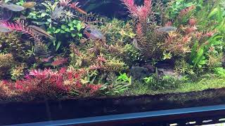 【ライブ144】90cm水槽立ち上げ : 魚を入れます