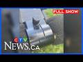 Sask Dealing With Abundance Of Mosquitoes CTV News Saskatchewan Your Morning For July 15