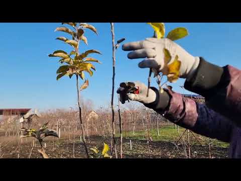 Rezidba jabuke u 2 godini, apple pruning