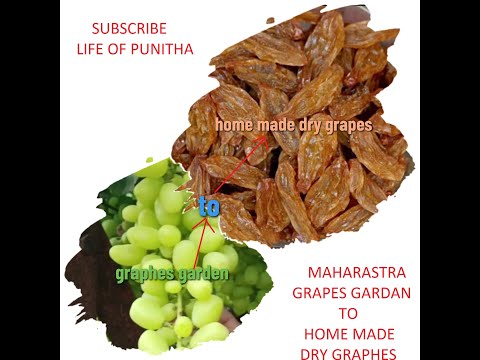 homemade dry grapes#today #grapegarden #drygrapes #lifeofpunitha #tamilgirl #pune #grape