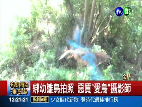 繩綁幼鳥拍照 不肖鳥友遭撻伐