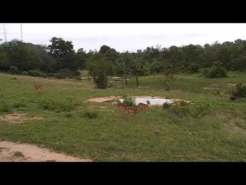 Djuma: Impala males and Egyptian Goose - 07:39 - 12/04/20