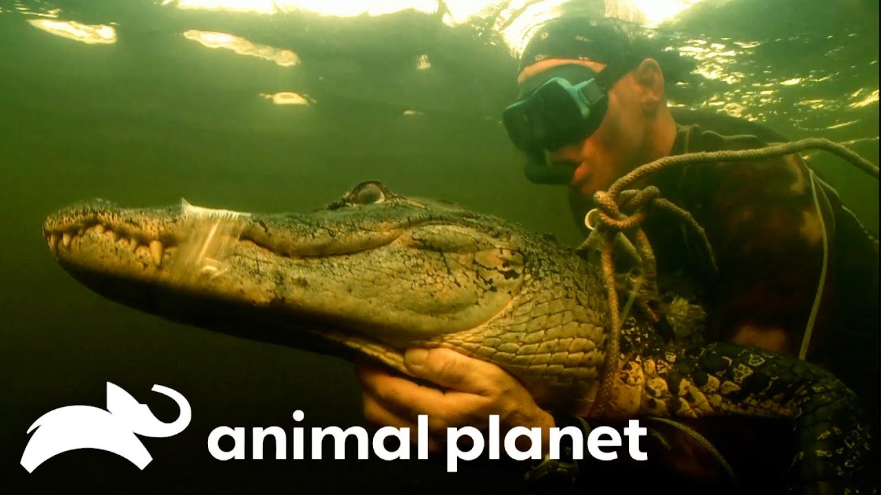 The Mysterious Case of the Octo-Gator | Gator Boys | Animal Planet