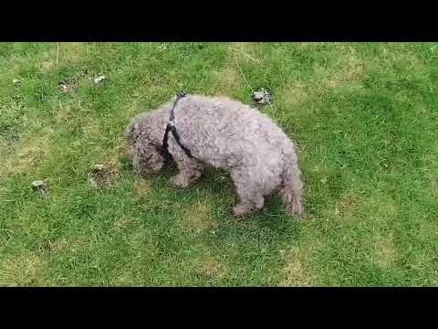 Max, Maisie & Willow 02 - 28/02/2022