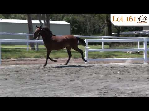 Lot 161 Papi Rob Hanover / Glory Daze Medowie Lodge Nutrien Equine Sydney March 8-10 2024