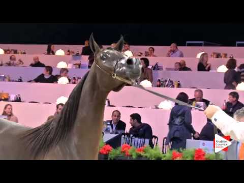 N.14 D SHIREEN - Paris 2015 - Yearling Fillies (Class CM1 B)