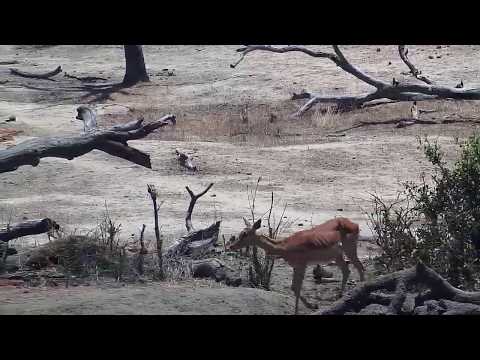 Djuma: Hippo, Geese, Impalas, Warthog and birds - 11:20 - 11/06/19