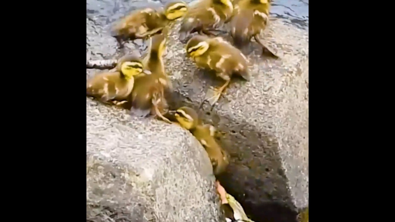 ゴリ押しで戻ってきたヒナ