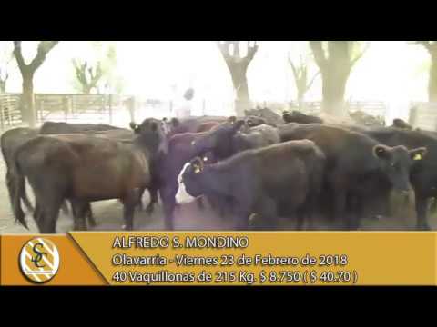 23-02-18 Venta de Hembras - Alfredo S. Mondino - Olavarria.