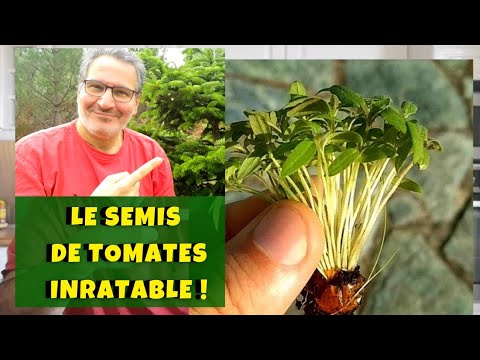 , title : 'Le semis de tomates pour les nuls : inratable (sans graine et sans pot) ! Vidéo en temps réel'