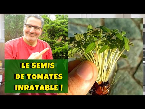 Le semis de tomates pour les nuls : inratable (sans graine et sans pot) ! Vidéo en temps réel