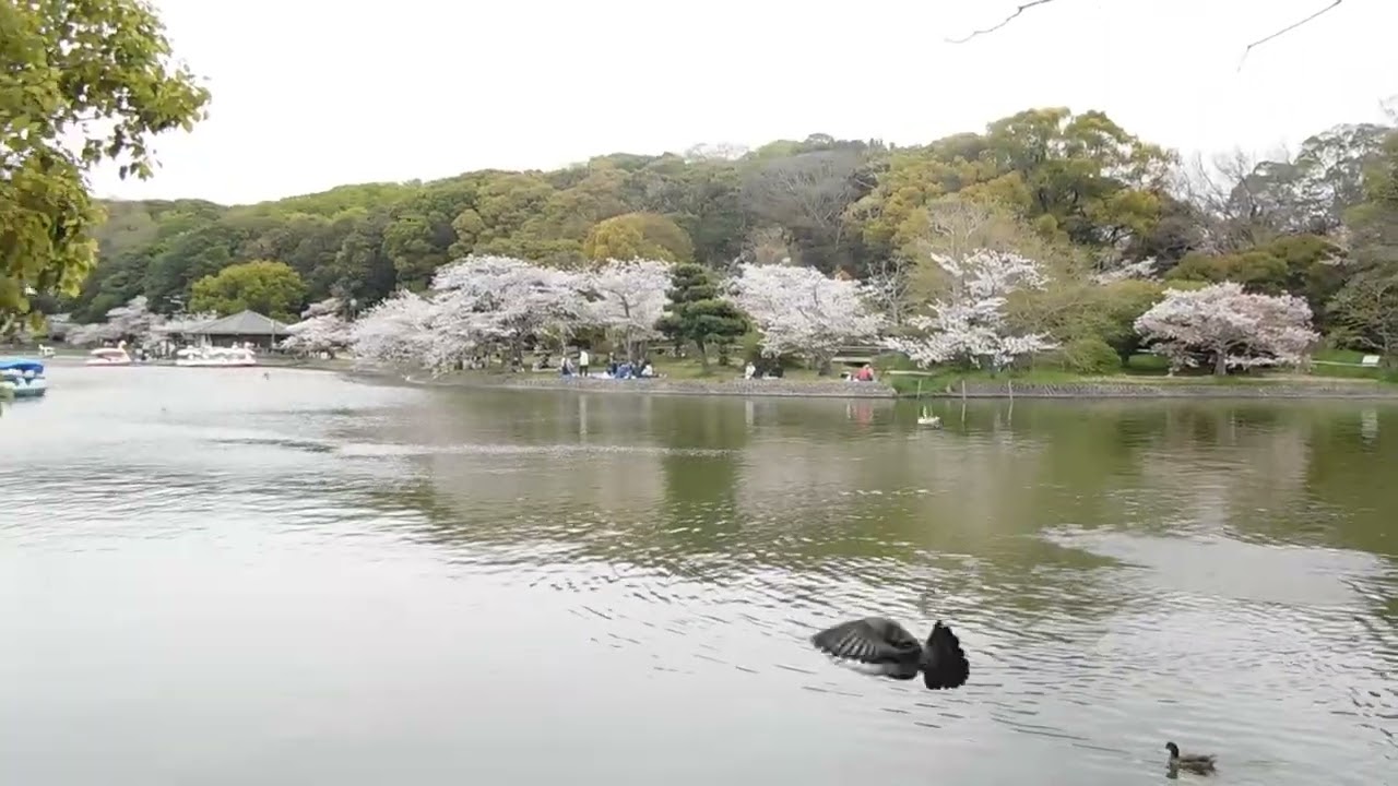 明石公園　野鳥