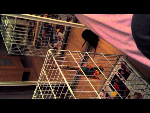 Mouse/rat in my room !