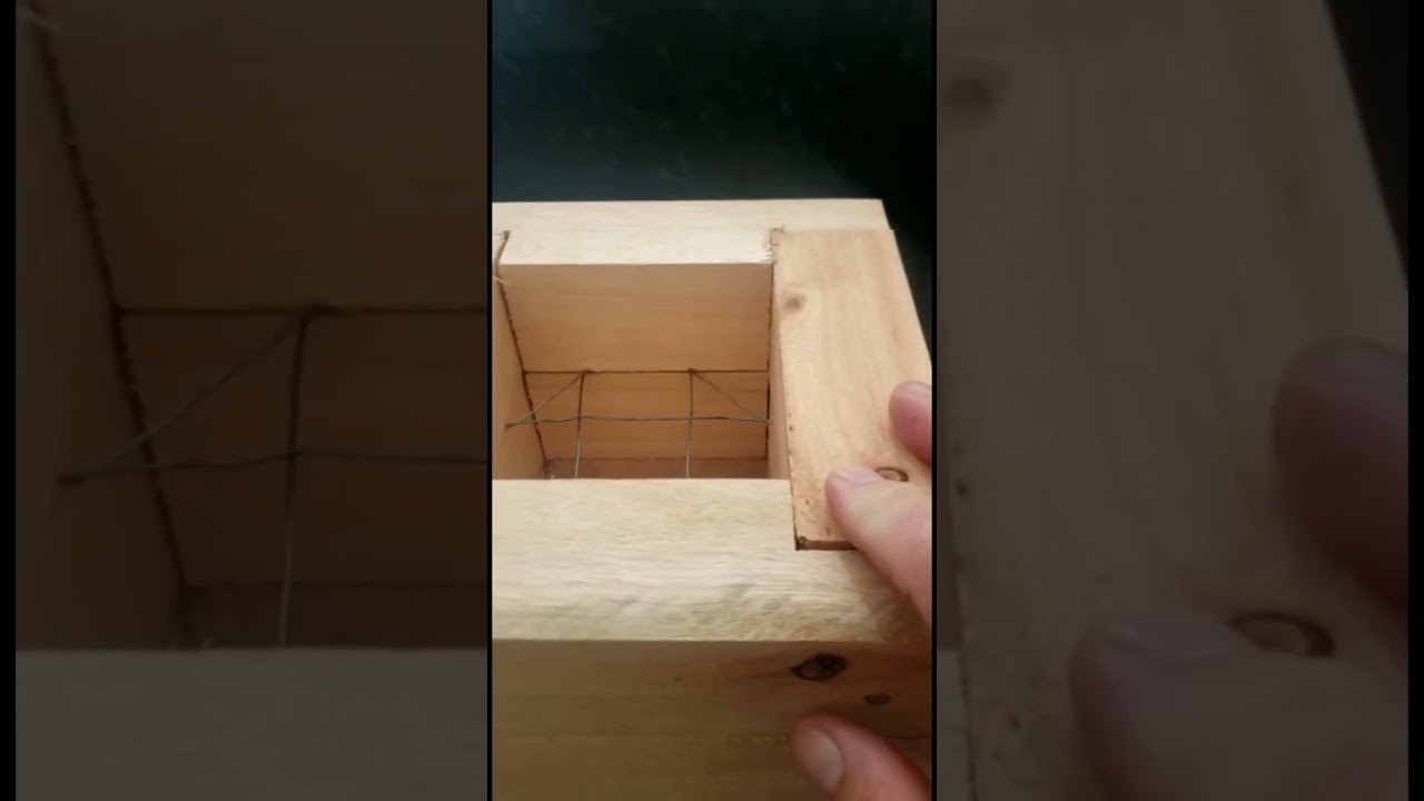 Caixa pra Manduri! #shorts #short #shortvideo #shortsvideo #abelhasemferrao #stinglessbee #abelhas